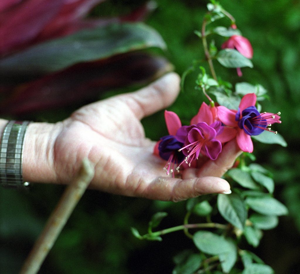 Fuchsia in Mexican garden